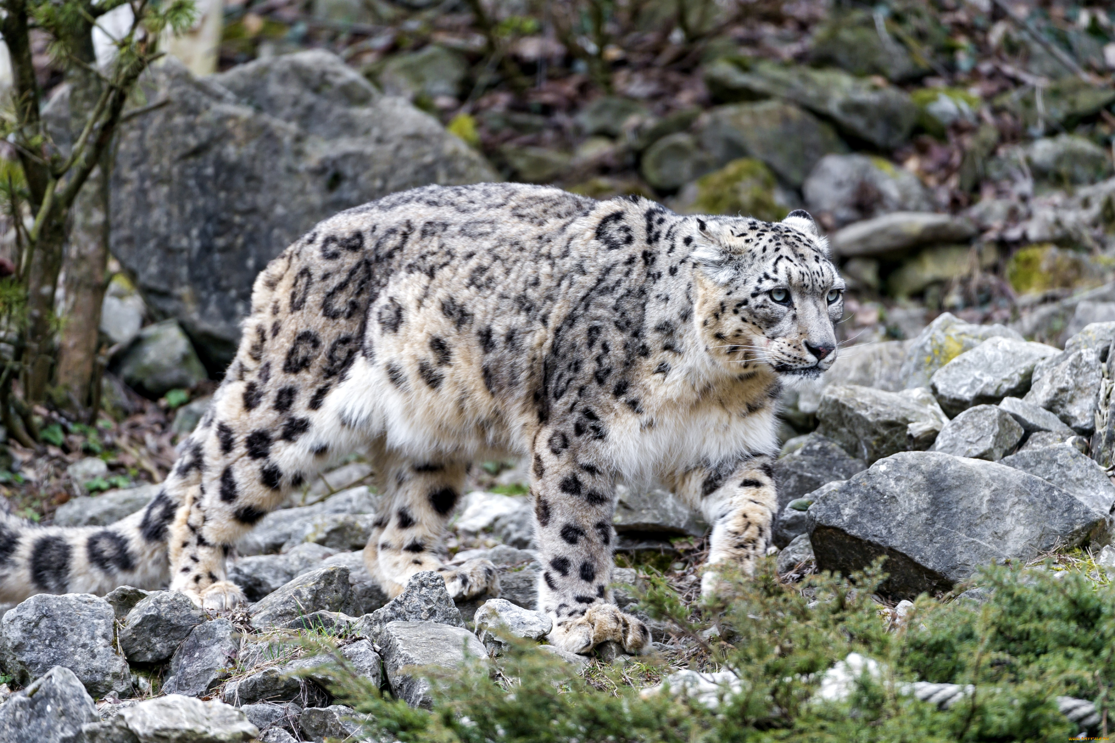 Сколько живут снежные барсы. Снежный Барс (Ирбис, снежный леопард). - Снежный Барс (Panthera uncia. Памирская Ирбис. Снежный Барс Ирбис в Хакасии.